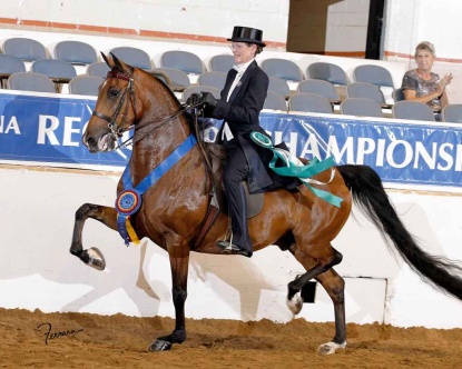 Sale Horses